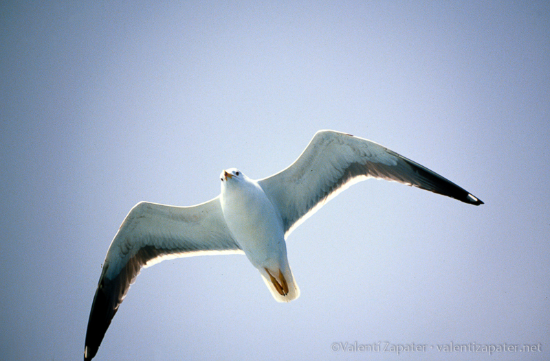 Una gaviota volando, vista desde abajo, representado la libertad.